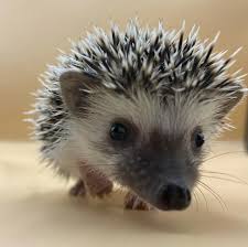 Otra mascota