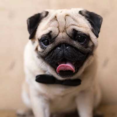 Perro
