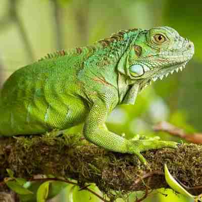 Reptil